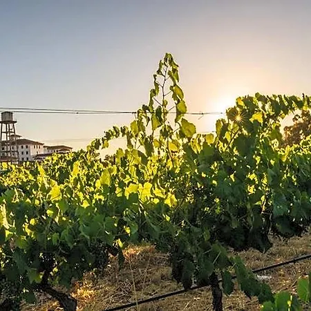 Bodega El Juncal
